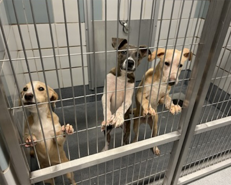 3 Dogs in Kennel - The Seven Freedoms- Promises We Must Make Now to Protect Pets