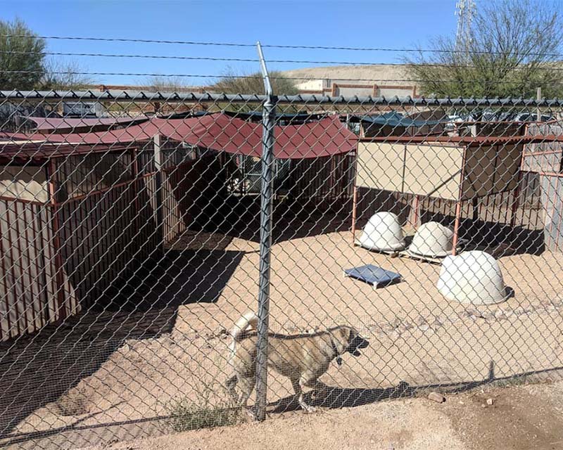 Animal League of Green Valley play yard - The Seven Freedoms- Promises We Must Make Now to Protect Pets