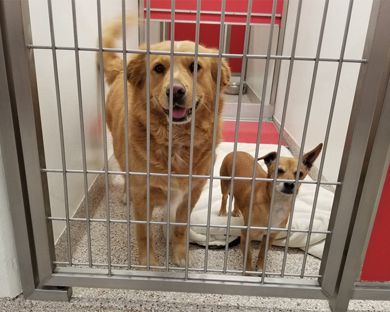 Bonded pair of dogs in kennel - The Seven Freedoms- Promises We Must Make Now to Protect Pets