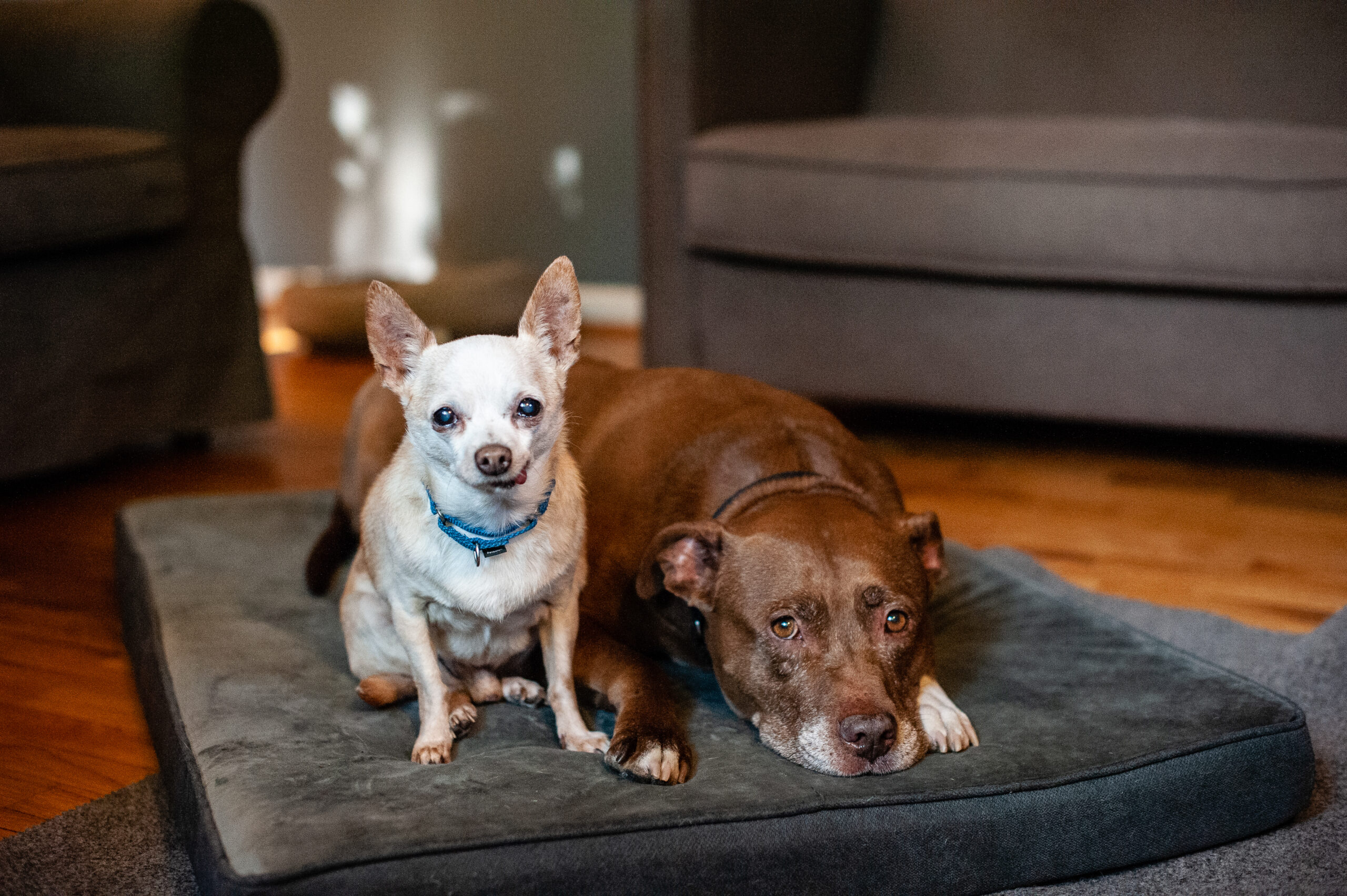 Brown, pit bull dog laying next to small chihuhaha on a dog bed in a home