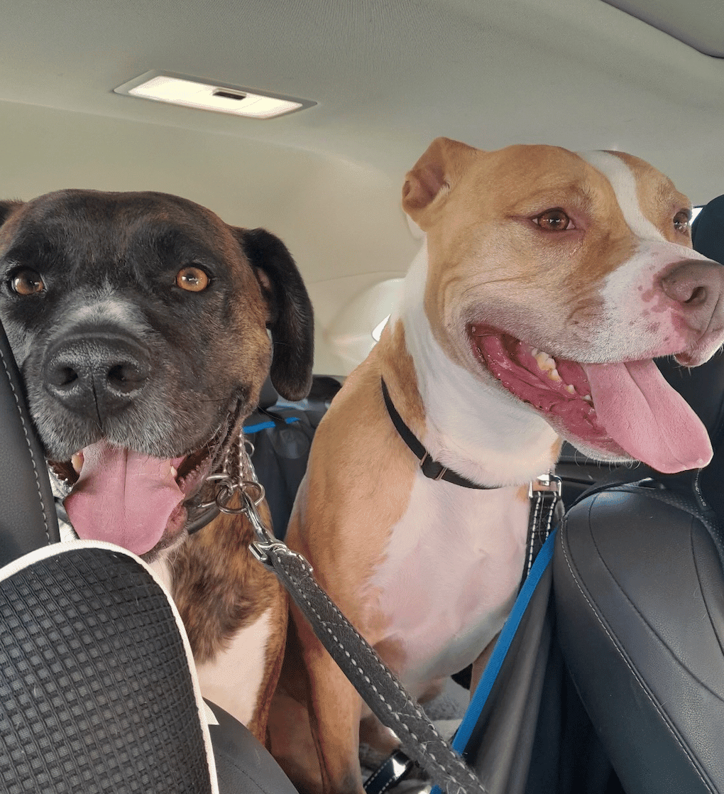 Two happy dogs in a car. One dog is tan and the other is dark brown