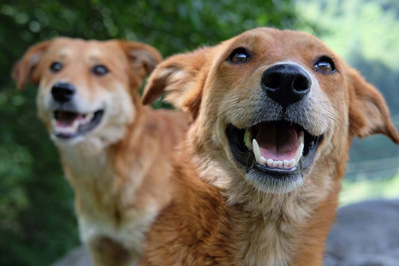big dogs adoption